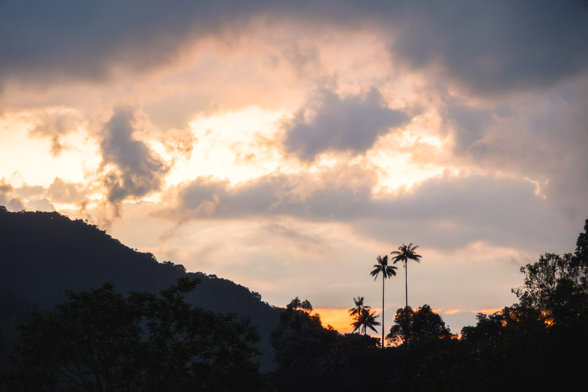 Atardecer dorado y nublado con el perfil de dos palmas de cera a lo lejos, Valle de Cocora