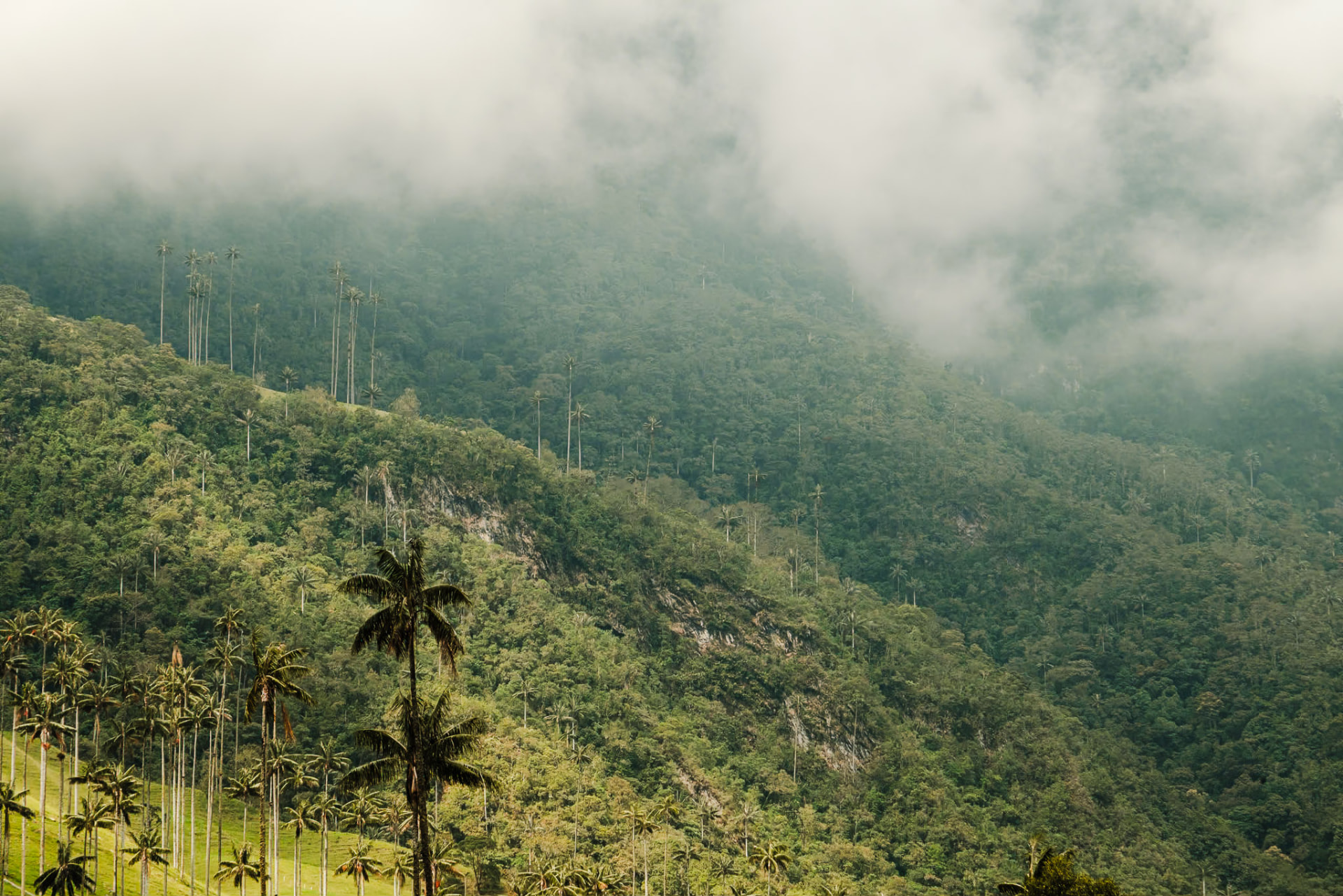 Palmas de Niebla