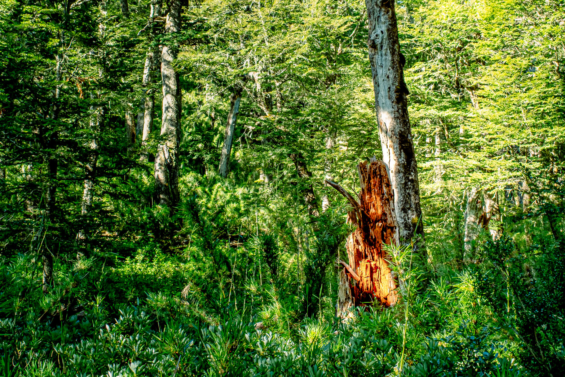 Plano abierto de un alerce caído en el bosque, con el interior rojizo del tronco entre la vegetación verde