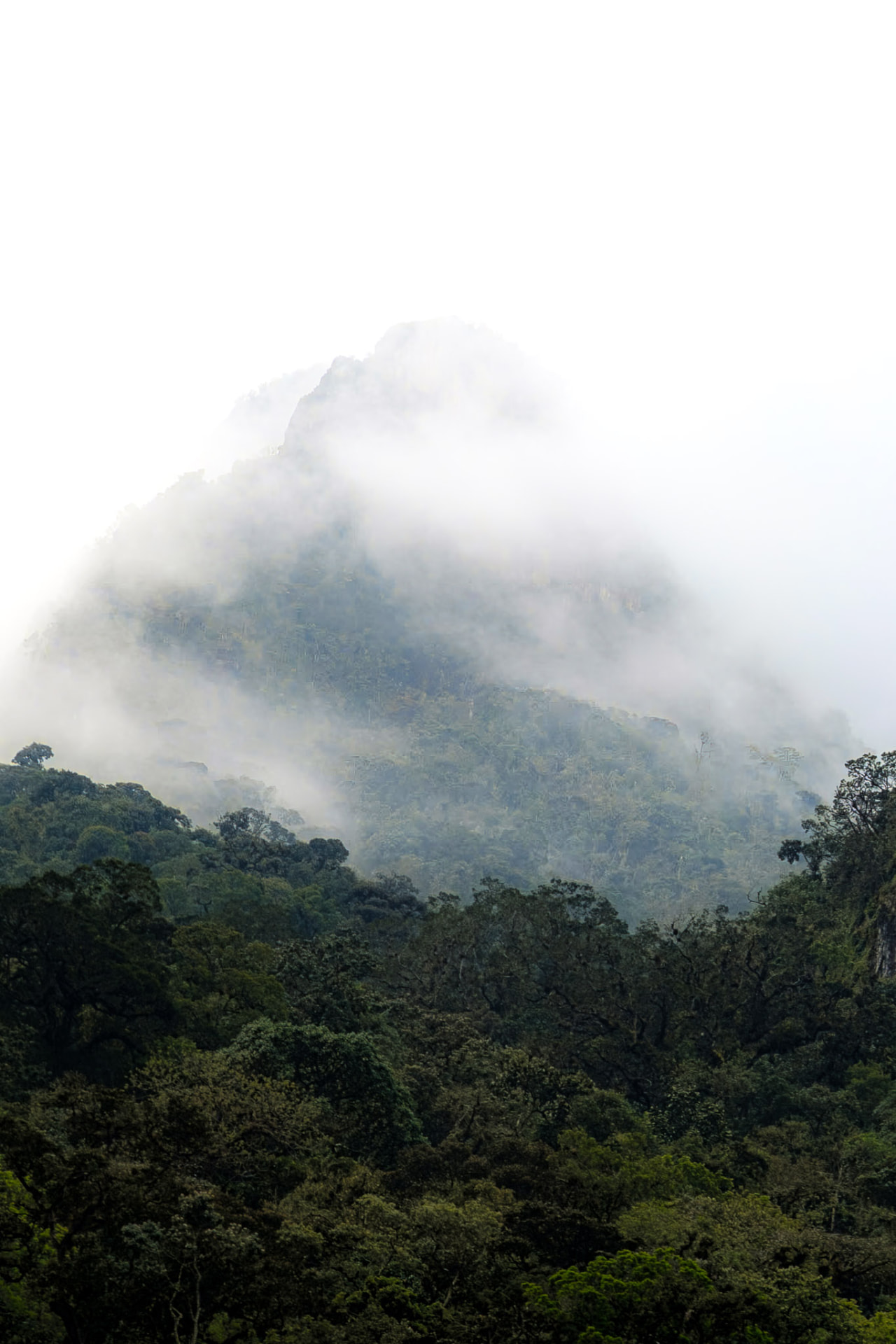 Cerro Morrogacho recortado entre las nubes del Valle de Cocora