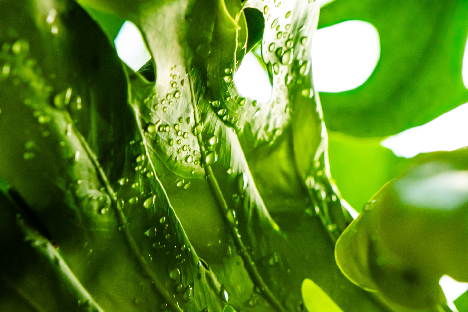 Hojas de monstera en espiral con gotas de lluvia, en el bosque del Valle de Cocora