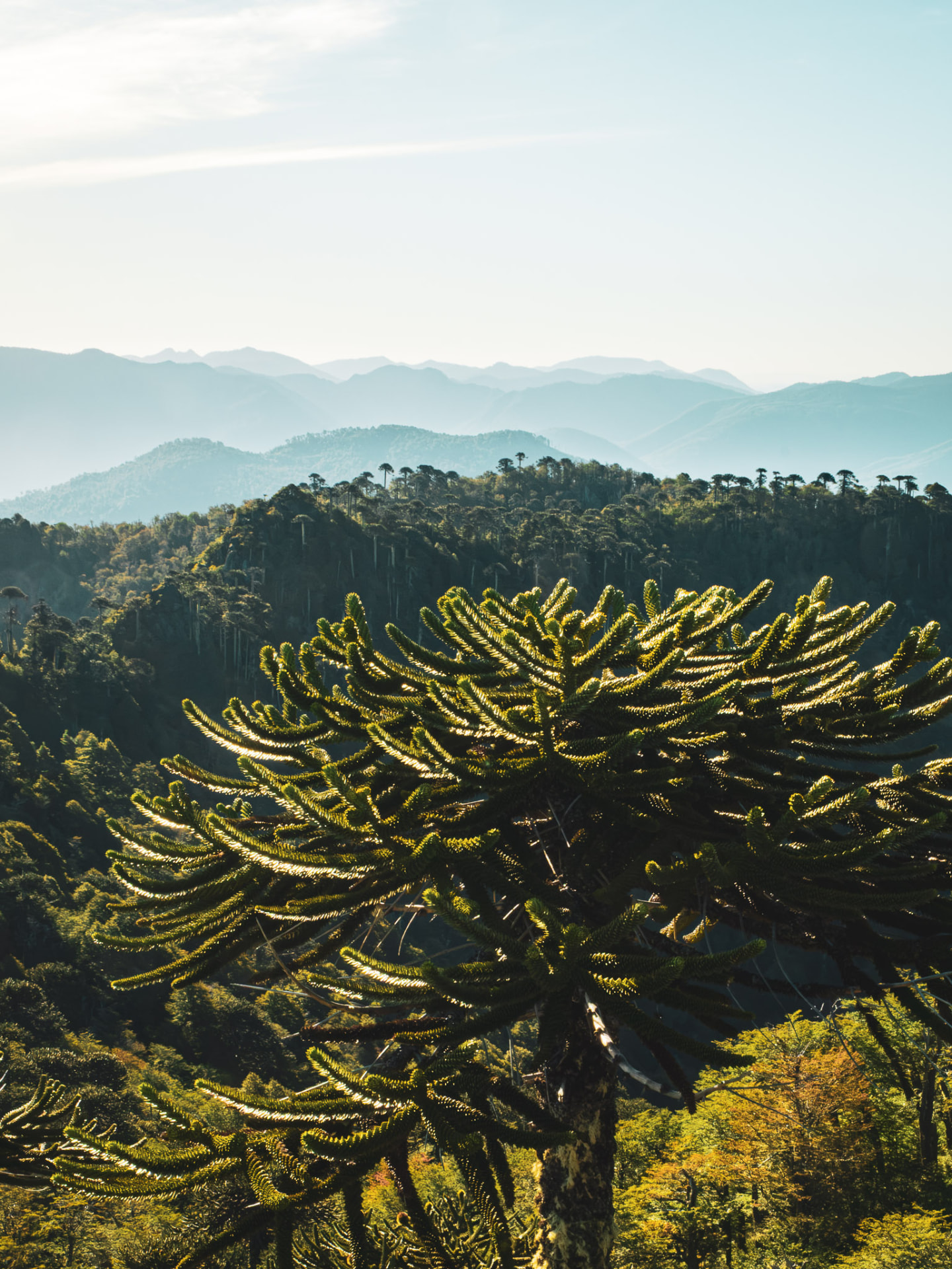 Araucaria en primer plano con bosques endémicos y siluetas de cerros boscosos al fondo