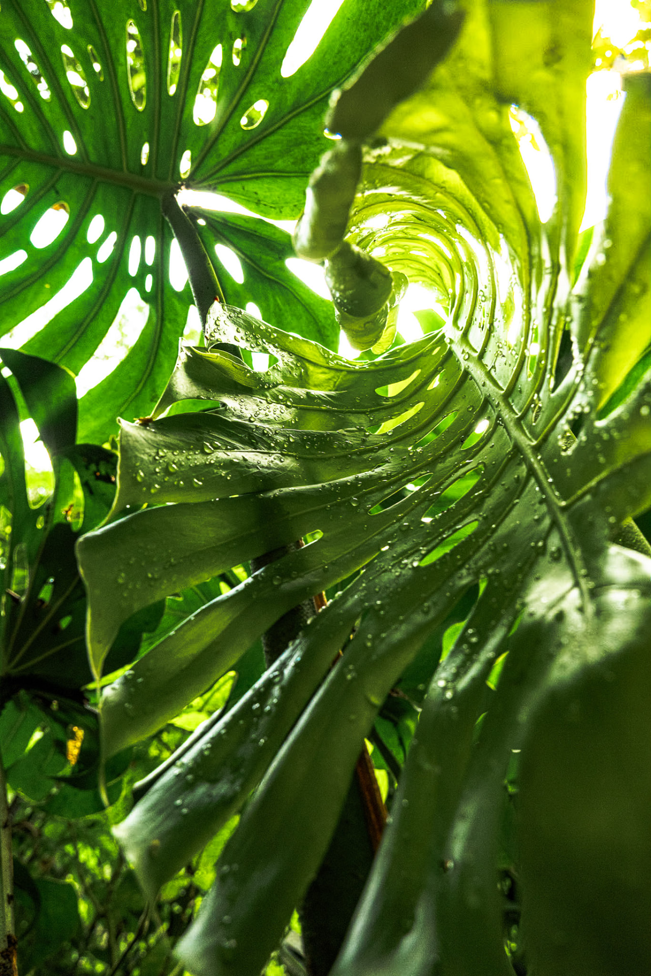Primer plano de hojas de monstera abriéndose en espiral, de verde intenso y con gotas de lluvia