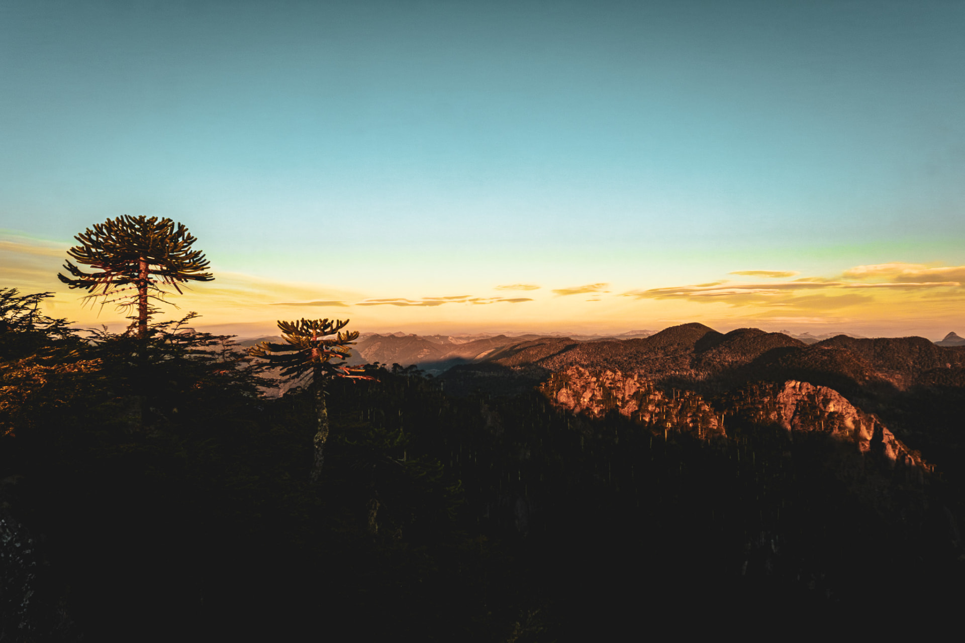 Perfil de una araucaria en altura sobre bosques nativos, con un atardecer de colores intensos