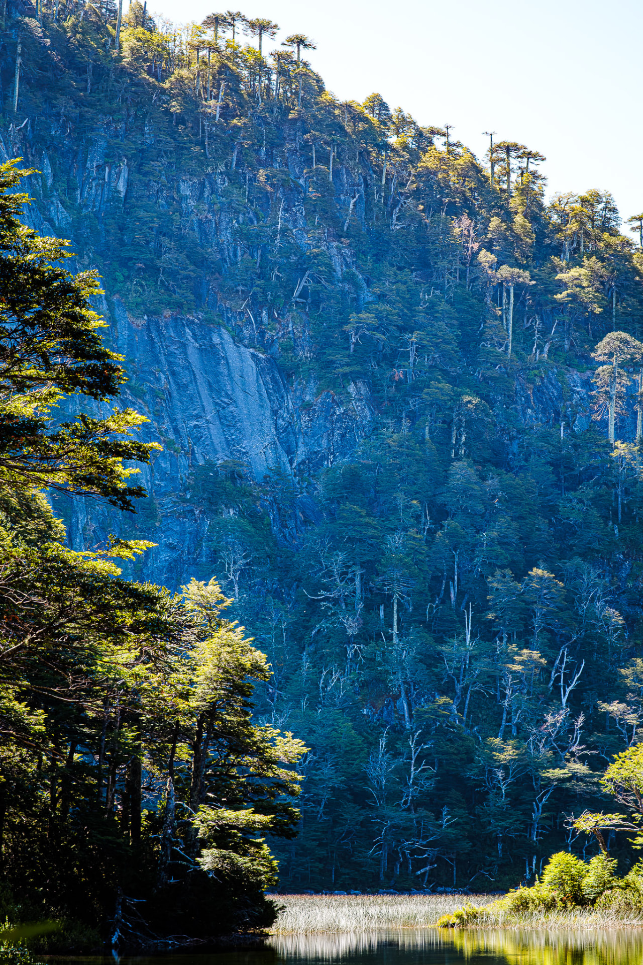 Bosque Vertical