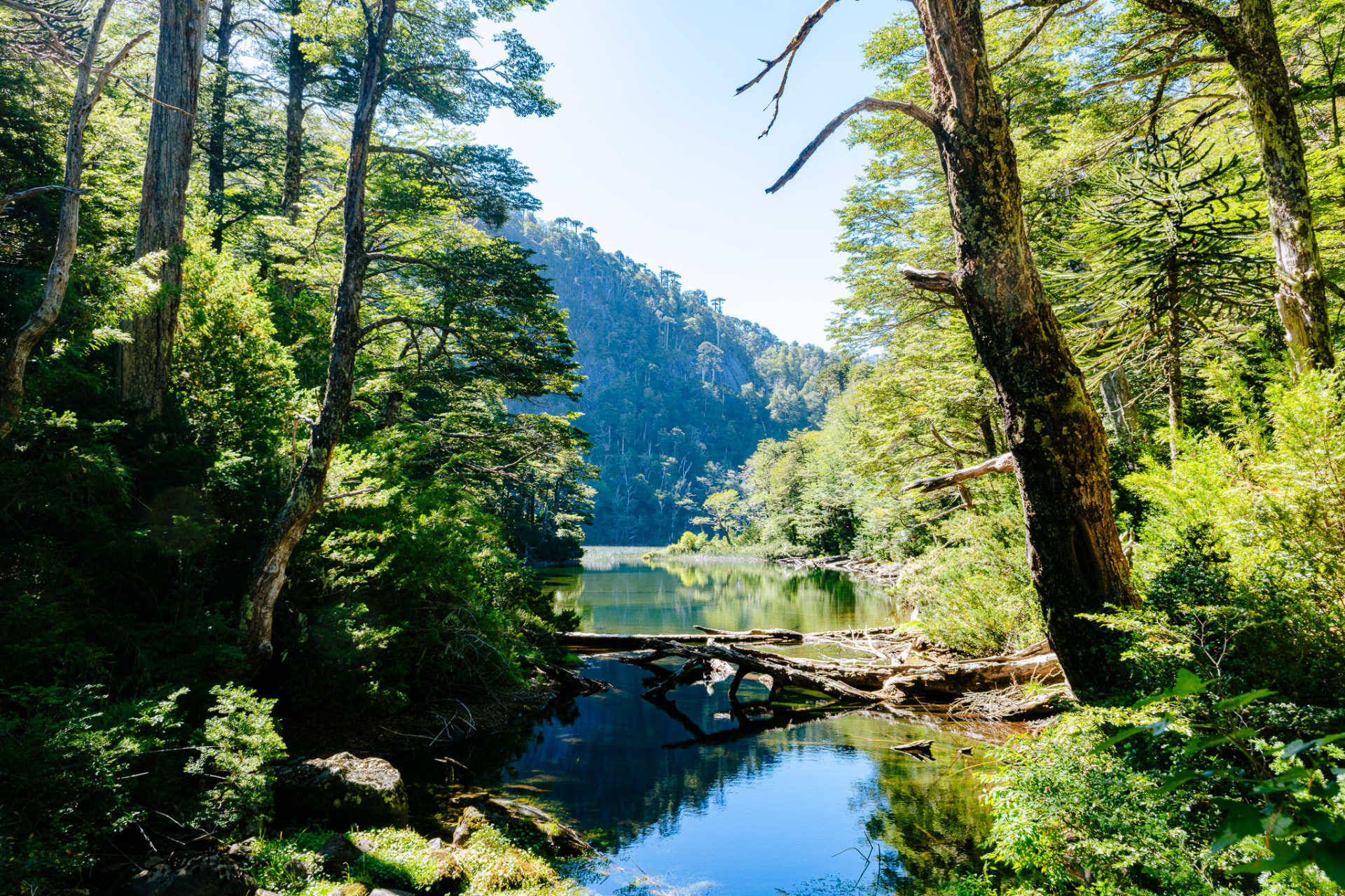 Bosque alrededor de un brazo de agua con una pared granítica al fondo en el Parque Nacional Huerquehue