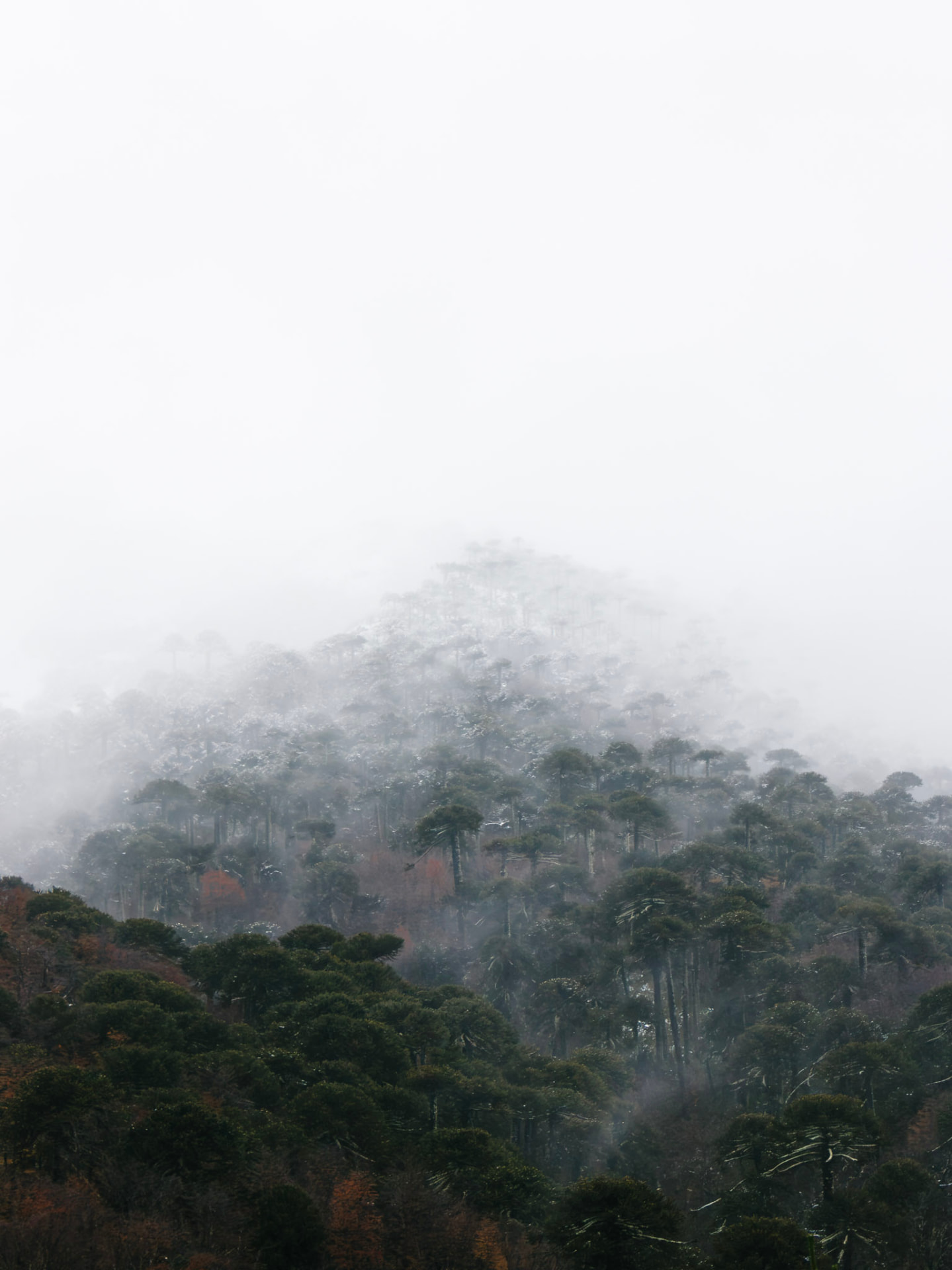 Cerro cubierto de araucarias difuminándose en la densa niebla de Malalcahuello