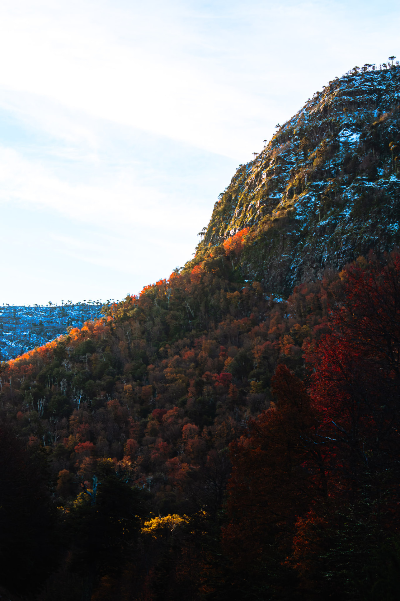 Perfil de montaña cubierta de árboles en tonos rojizos de otoño al atardecer, Parque Nacional Tolhuaca