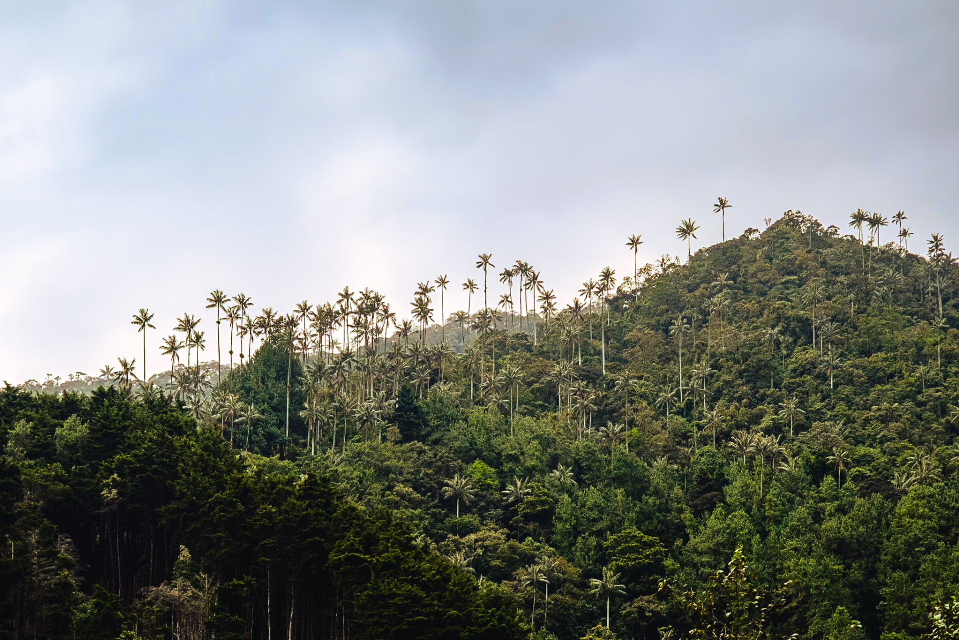 Palmas de cera del Valle de Cocora emergiendo del bosque