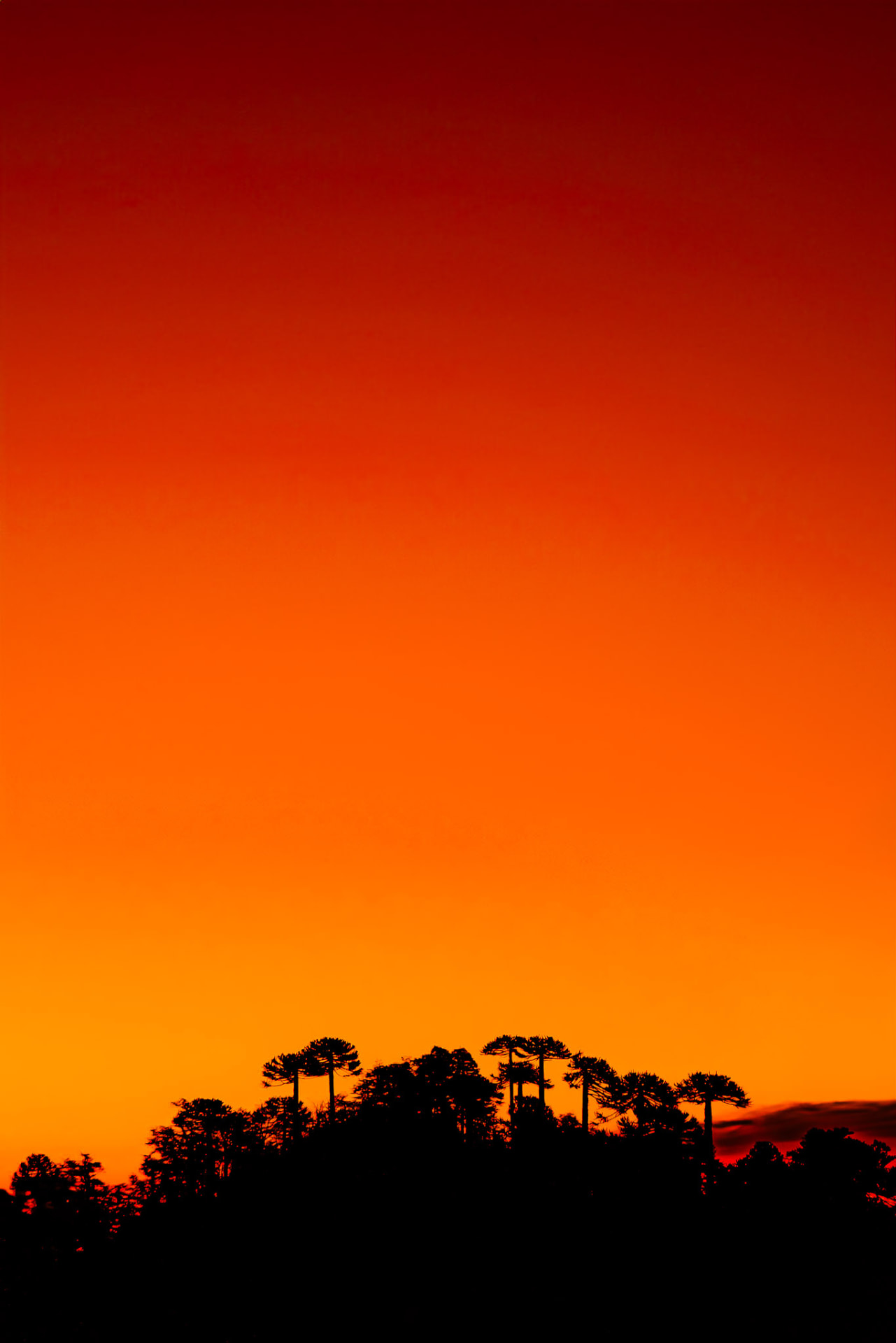 Cielo rojizo al atardecer sobre el perfil de bosques de araucarias del Santuario El Cañi