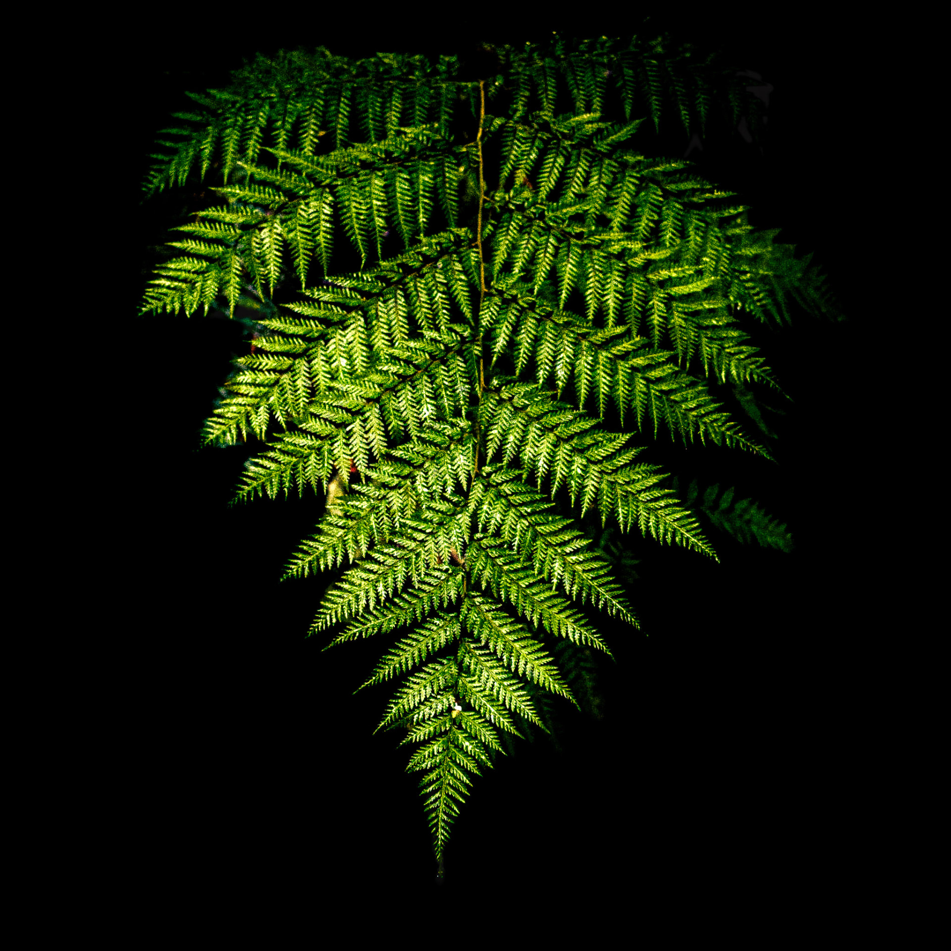Hoja de helecho verde aislada sobre fondo negro